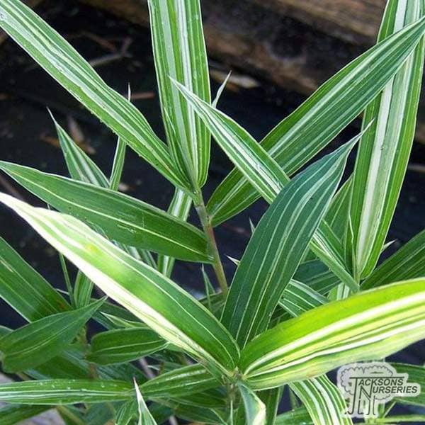 Buy Pleioblastus variegatus online from Jacksons Nurseries